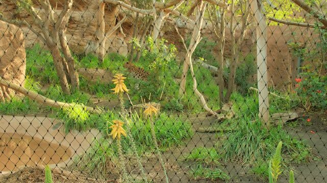 Leopard walking and scratching it's neck and back on tree in captivity