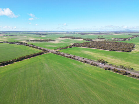 Cereal crops. Farming at Kimba. South Australia.