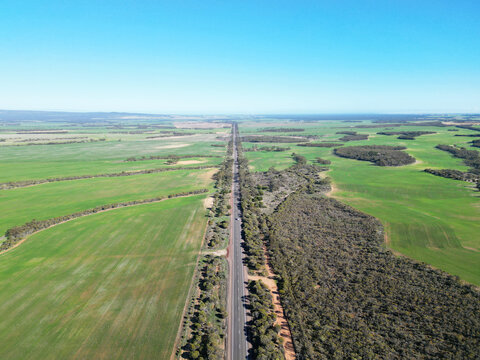 Cereal crops. Farms at Kimba. South Australia.