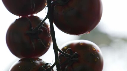 Close-up of fresh wet tomatoes with water drops on vine. Healthy food. - Powered by Adobe