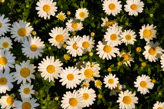 Bright White Daisies Bloom in a Sunny Garden