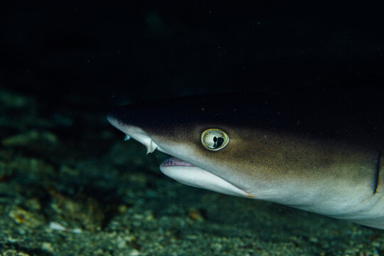 Detail of white tip reef shark