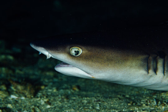 Detail of white tip reef shark