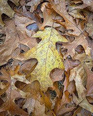 Close-up of a yellow speckled oak leaf lying among brown fallen leaves on a forest floor in autumn. Textured, natural background perfect for seasonal, nature, or environmental themes.