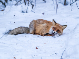 Obraz premium European Red Fox (Vulpes vulpes) in winter forest