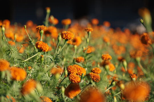 Margold Flower Field Blanco, Texas