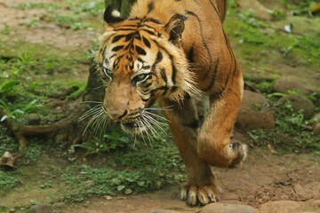 Close up of a sumatran tiger walking in the field while observing its surroundings