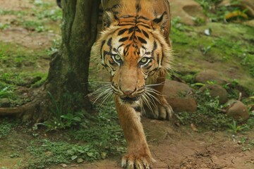 Close up of a sumatran tiger walking in a field while looking ahead