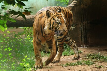 close up of a Sumatran tiger roaming the field while observing the surroundings