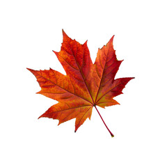 Obraz premium maple leaf isolated on white