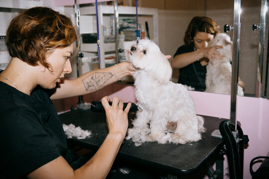 Professional Dog Grooming Session at a Pet Salon