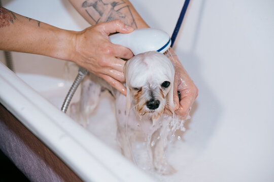 Dog Getting a Bath in the Tub With a Handheld Shower Device
