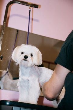 Dog Grooming Session in a Salon With a Cheerful Maltese