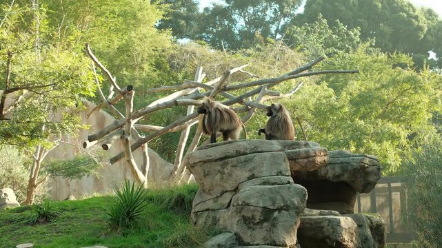 fat Gelada monkeys (old world monkey native to ethiopia) with very long hair in captivity chewing on food
