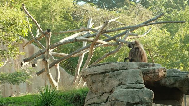 fat Gelada monkeys (old world monkey native to ethiopia) with very long hair in captivity chewing on food