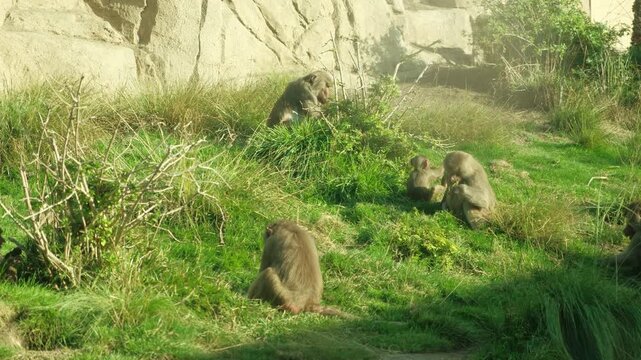 Cute baboon family sitting in long grass eating in captivity, baby baboons 