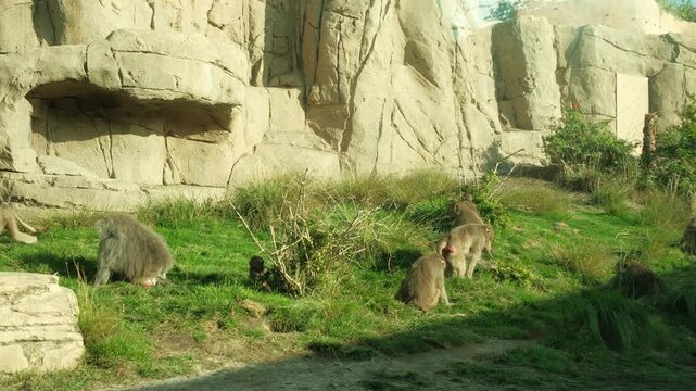 Cute baboon family sitting in long grass eating in captivity, baby baboons 