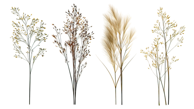 Four sets of thin delicate grass stems side by side isolated on transparent background
