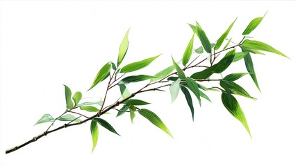 Obraz premium Bamboo branch minimal style isolated on white background