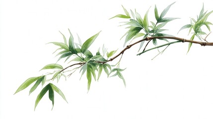 Obraz premium Bamboo branch minimal style isolated on white background