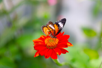A beautiful butterfly sips sweet nectar from the vibrant garden flowers