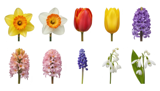 Collection of ten different spring flower blossoms including daffodil, tulip, hyacinth, grape hyacinth, and snowdrop isolated on transparent background