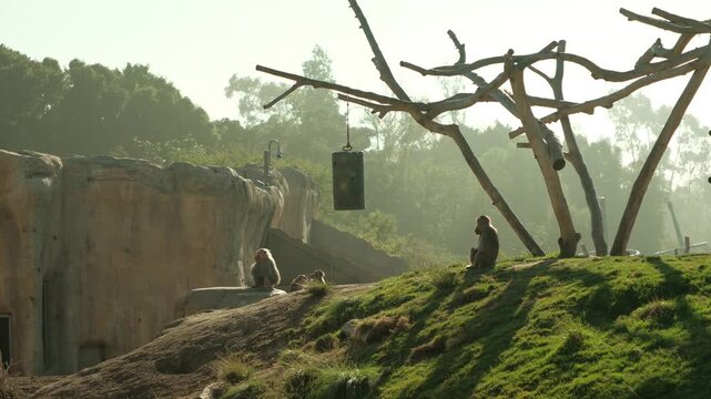 Family of Hamadryas baboons (Papio hamadryas) sitting on top of hill aesthetic