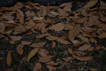 The fallen dry leaves begin to herald a new season once again.