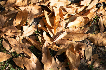 The fallen dry leaves begin to herald a new season once again.