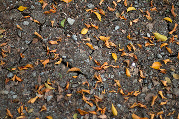 The fallen dry leaves begin to herald a new season once again.