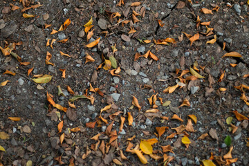The fallen dry leaves begin to herald a new season once again.
