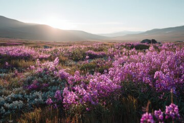 Obraz premium Golden Hour Sunset Over a Meadow of Purple Fireweed Flowers purple flowers
