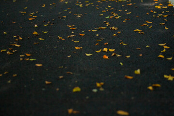 The fallen dry leaves begin to herald a new season once again.