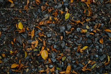 The fallen dry leaves begin to herald a new season once again.
