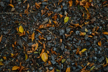 The fallen dry leaves begin to herald a new season once again.