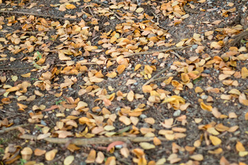 The fallen dry leaves begin to herald a new season once again.