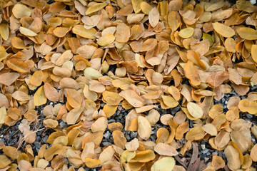 The fallen dry leaves begin to herald a new season once again.