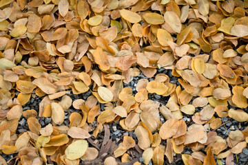 The fallen dry leaves begin to herald a new season once again.