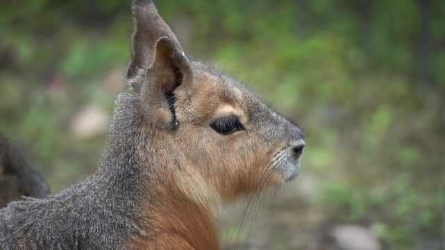 Close Up of an Patagonian Mara at Higashi Zoo in Okazaki City (Aichi, Japan)