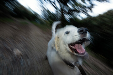 Young Pyrenean Mastiff playing in the mountains