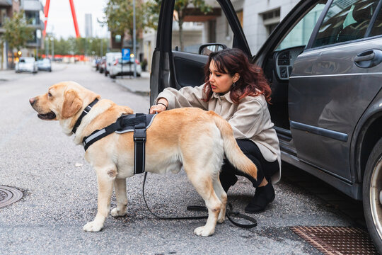Young Woman Adjusting Harness on Her Labrador Dog Before a Car Trip