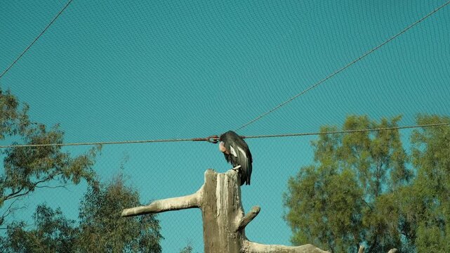 California Condor (new world vulture) with light colored head sitting on tall tree cleaning itself