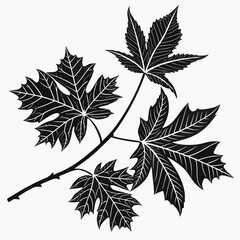 Black maple leaves branch silhouette on white background