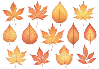 Collection of various autumn maple and oak leaves in warm orange and yellow tones, isolated on transparent background