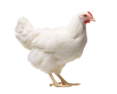 Elegant Chicken Portrait A pristine image of a single, vibrant white chicken, showcasing its graceful form and captivating presence.