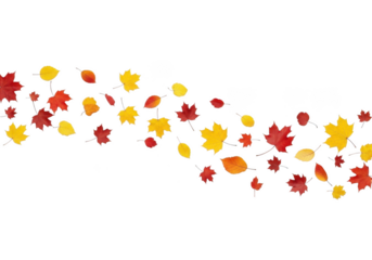 Wavy pattern of falling autumn maple leaves in red, orange, and yellow, isolated on transparent background
