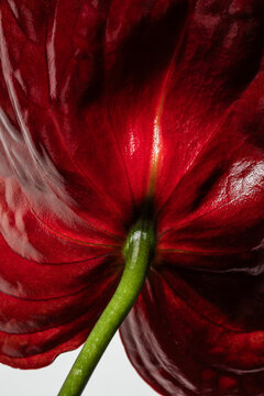 Anthurium