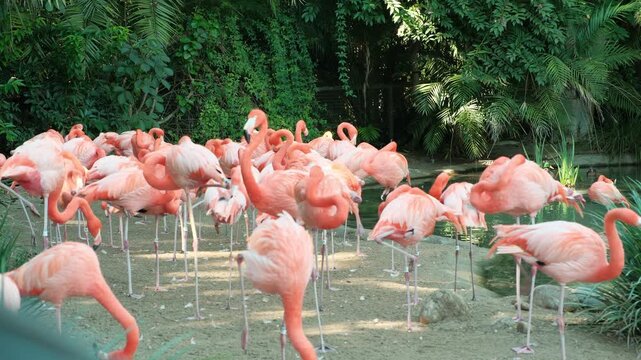 Beautiful flock of pink flamingoes sleeping and standing on one leg