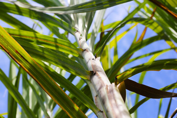 Many tall sugarcane stalks growing in the sunny field.