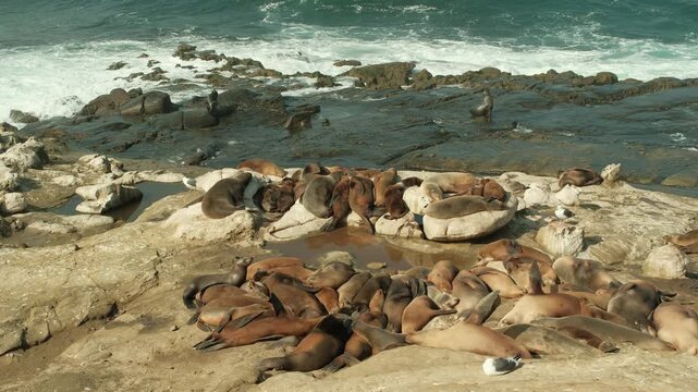 Large group of Sea lions in La Jolla Cove, San Diego, California during summer time flopping around and swimming